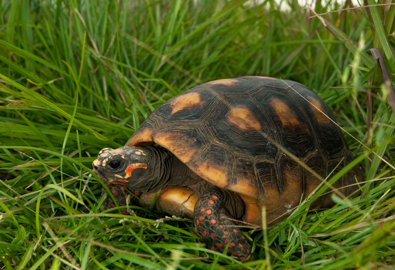 Tortue Charbonni re Savanes De Guyane Tortue Charbonni re Savanes De Guyane