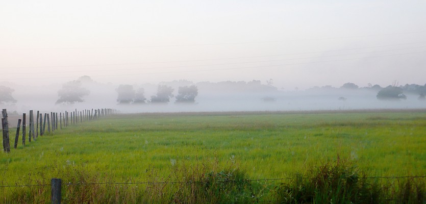 WEB-ambiance-matinale-dans-une-prairie-a-sinnamary-©-nyls-de-pracontal