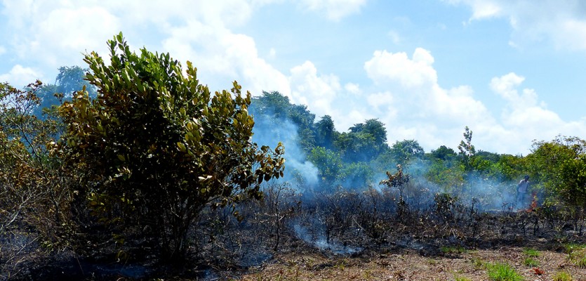 Mise à feu d’une parcelle de savane aux Pripris de Yiyi © GEPOG