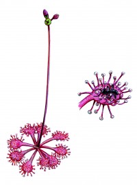 drosera