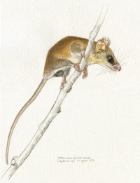 aquarelle_cryptonanus_sp