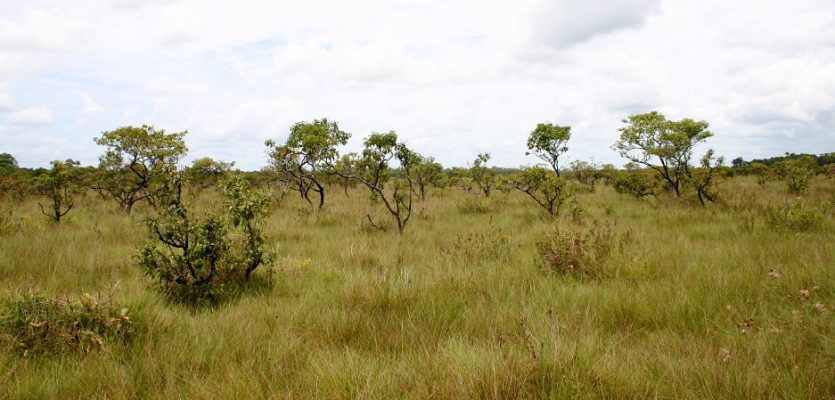 Savane des pères de Kourou © Stier A. GEPOG